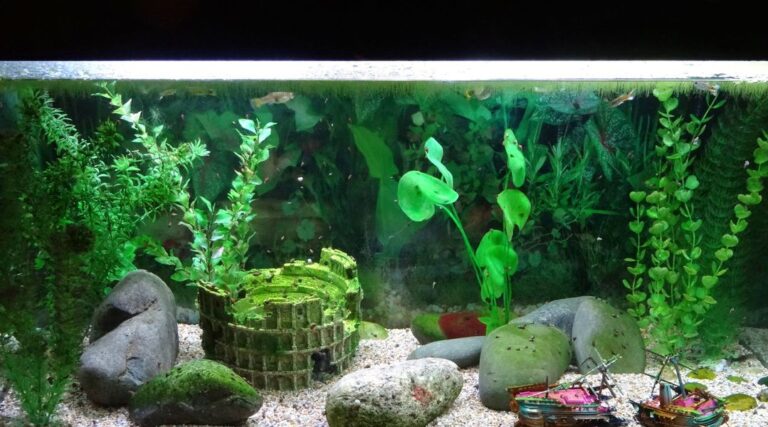 aquarium