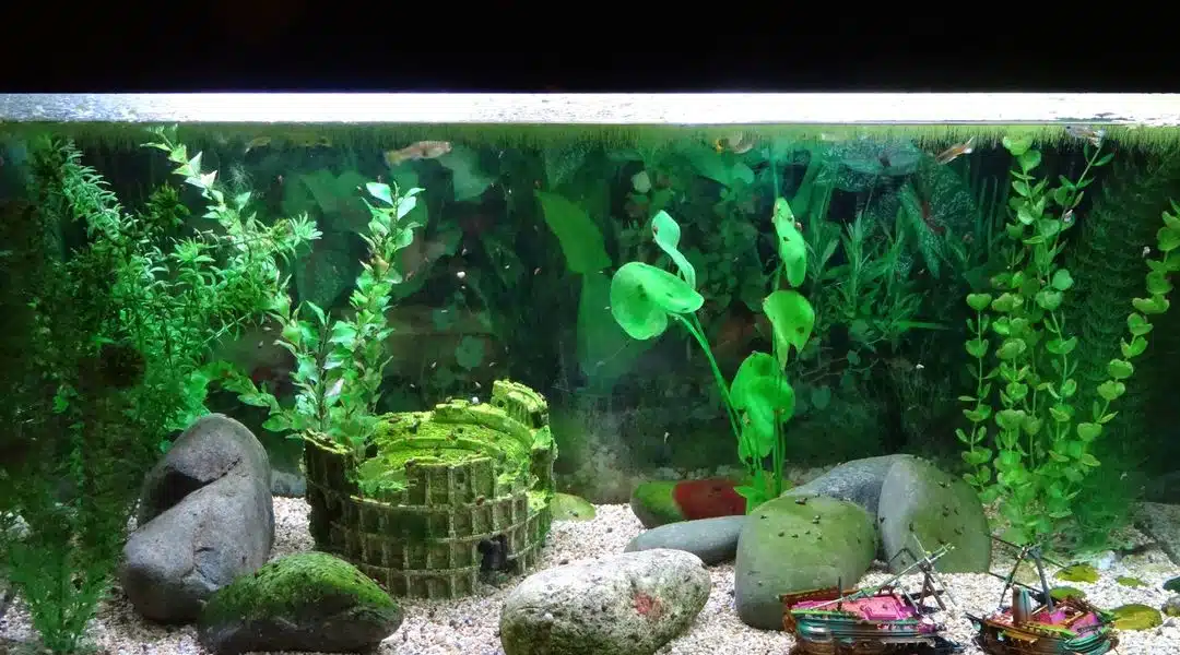 Comment nettoyer vos décorations d’aquarium ?